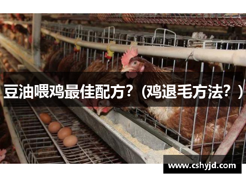 豆油喂鸡最佳配方？(鸡退毛方法？)